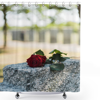 Personality  Aromatic Red Rose On Concrete Tomb In Cemetery  Shower Curtains