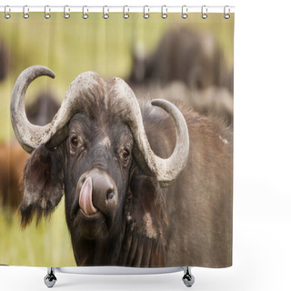 Personality  Buffalo In The Grass During Safari In Serengeti National Park In Tanzani. Wilde Nature Of Africa. Shower Curtains