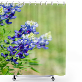 Personality  Texas Bluebonnets (Lupinus Texensis) Blooming In Spring Shower Curtains