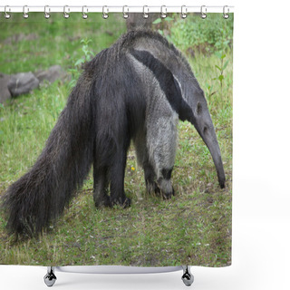 Personality  Giant Anteater (Myrmecophaga Tridactyla) Shower Curtains