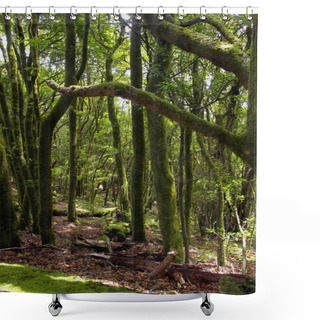 Personality  The  Rain-forest In La Gomera, Canary, Spain Shower Curtains