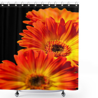Personality  Three Gerber Daisies Shower Curtains