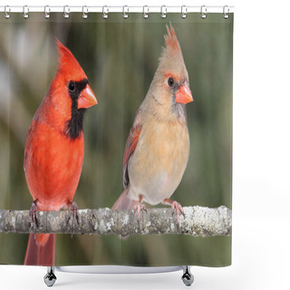 Personality  Pair Of Northern Cardinals Shower Curtains
