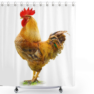 Personality  Beautiful Rooster Shower Curtains