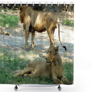 Personality  Family Of Lions Shower Curtains