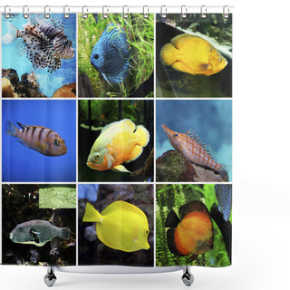 Personality   Exotic Fishes In An Aquarium Shower Curtains