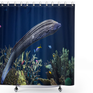 Personality  Laced Moray (Gymnothorax Favagineus) In The Coral Reef - Moray Eels, Or Muraenidae Shower Curtains