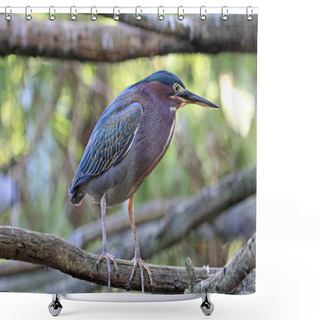 Personality  Green Heron Shower Curtains