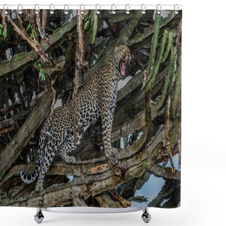 Personality  Male African Leopard (Panthera Pardus) In Tree In South Africa Shower Curtains