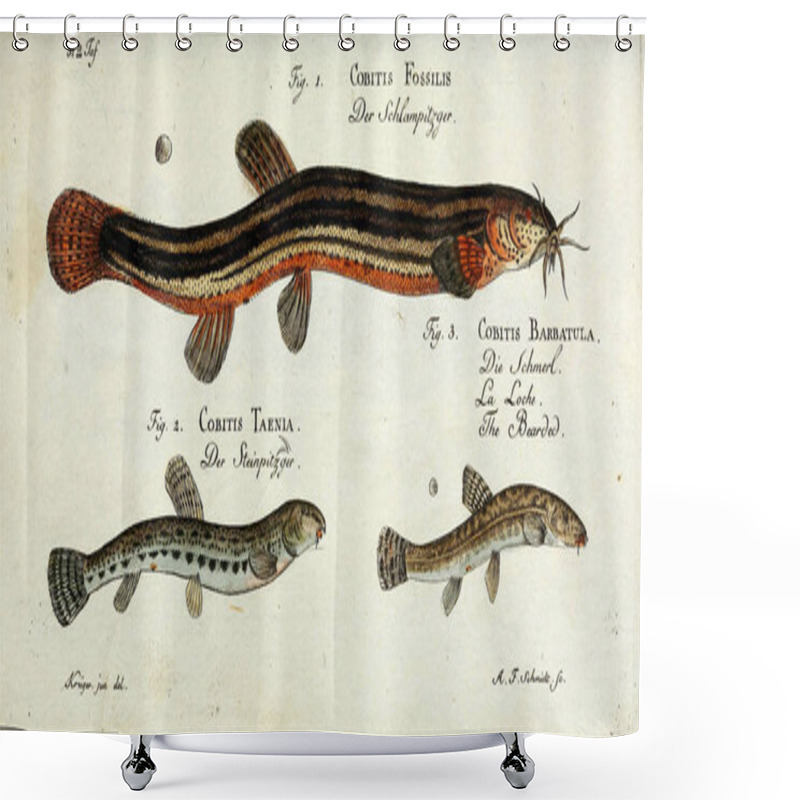 Personality  Illustration of a fish. shower curtains