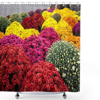 Personality  Mums Flowers In Full Bloom Shower Curtains