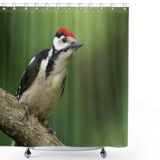 Personality  Young Male Great Spotted Woodpecker Shower Curtains