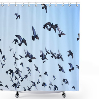 Personality  Domestic Pigeons / Feral Pigeon (Gujarat - India) Flock In Flight Against Blue Sky Domestic Pigeons / Feral Pigeon, Birds Flying In The Sky Shower Curtains