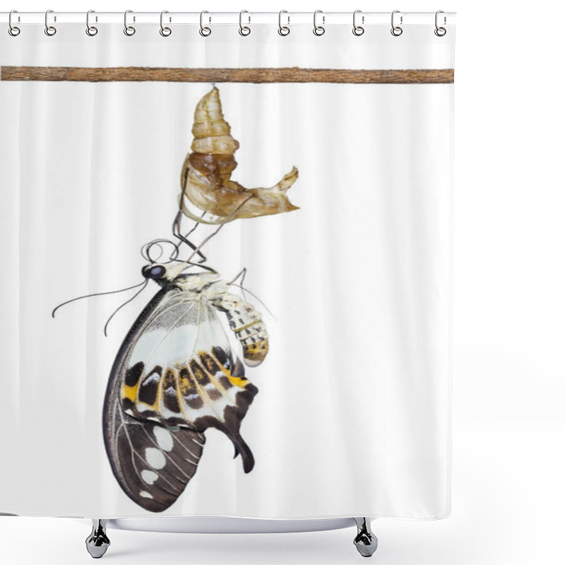 Personality  Isolated Banded Swallowtail Butterfly (Papilio Demolion) Emergin Shower Curtains