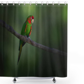 Personality  Mitred Parakeet Bird (Psittacara Mitratus) Shower Curtains