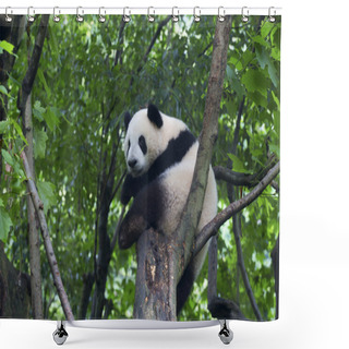 Personality  Sichuan Chengdu Giant Panda Breeding Research Base In China Shower Curtains