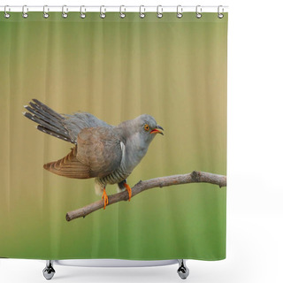 Personality  Cuckoo (Cuculus Canorus) In Natural Habitat Shower Curtains