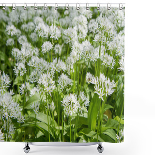 Personality  Wild Garlic (Allium Ursinum) Plant Blooming In A Garden Shower Curtains