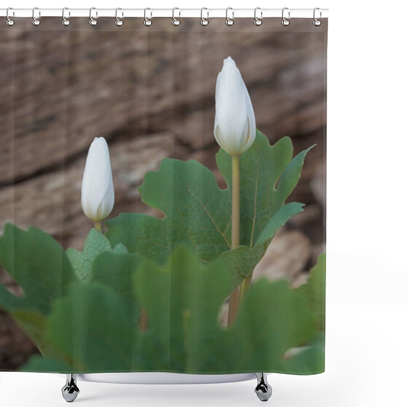 Personality  Two Bloodroot Flowers Ready To Open Shower Curtains