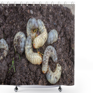 Personality  Close Up Of White Grubs Burrowing Into The Soil. The Larva Of A Chafer Beetle, Sometimes Known As The May Beetle, June Bug Or June Beetle. Shower Curtains