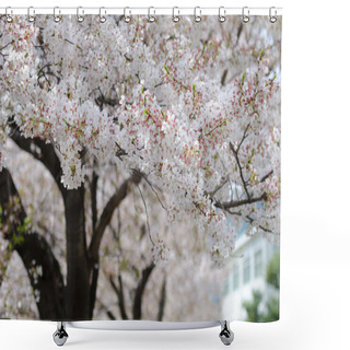 Personality  White Sakura Or Japan Cherry Blossom Branches, Which Will Fully  Shower Curtains