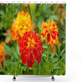 Personality  Marigold Close Up With Water Drops Shower Curtains