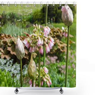 Personality  Macro Shot Of Pale Rose-pink Flowers Of Allium Tripedale With Star-shaped Or Bell-shaped Flowers In An Umbel On A Leafless Stem With Green Garden Background Shower Curtains