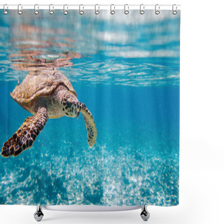 Personality  Hawksbill Sea Turtle Swimming In Indian Ocean In Seychelles Shower Curtains