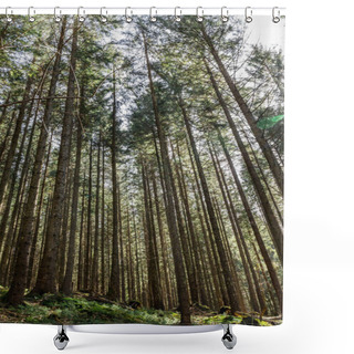 Personality  Wide Angle View Of Coniferous Forest At Daytime  Shower Curtains