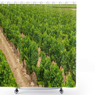 Personality  Vineyard In The Wine Region Shower Curtains