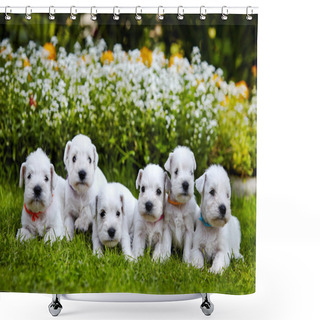 Personality  White Schnauzer Puppies Shower Curtains