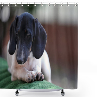 Personality  Dachshund Dog Summer Garden Shower Curtains