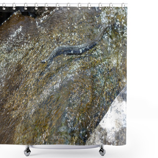 Personality  Snake Swimming Shower Curtains
