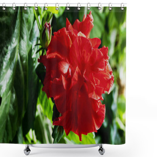 Personality  Red Terry Chinese Hibiscus Flower On The Background Of Blured Green Leaves Illuminated By The Bright Autumn Sun Shower Curtains