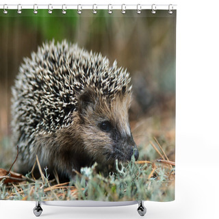 Personality  Hedgehog Shower Curtains