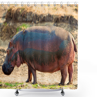 Personality  Hippopotamus Amphibius. Wild Animal In The Nature Habitat. African Wildlife. This Is Africa. Shower Curtains