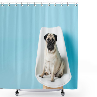 Personality  Fawn Pug Looking At Camera While Sitting On White Chair On Blue Background With Copy Space Shower Curtains