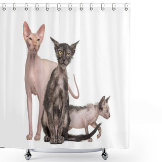 Personality  Sphynx Cat With Two Lykoi Kittens, In Front Of White Background Shower Curtains