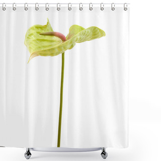 Personality  Green Anthurium Isolated Shower Curtains