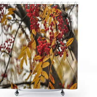 Personality  Red Rowan Berries. Golden Yellow Autumn Leaves Shower Curtains