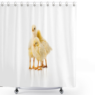 Personality  Three Adorable Little Chickens Isolated On White Shower Curtains