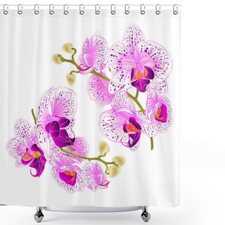 Personality  Branch Orchids   Purple And White Flowers  Phalaenopsis Tropical Plant On A White Background  Set Two Vintage Vector Botanical Illustration For Design Hand Draw  Shower Curtains