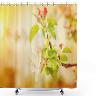 Personality  Blossoming Branch Of Apple Tree Shower Curtains