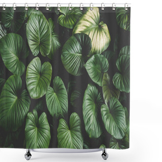 Personality  Close Up Tropical Nature Green Leaf Caladium Texture Background. Tropical Forest And Travel Adventure Concept. Vintage Tone Filter Effect Color Style. Shower Curtains