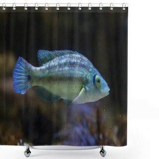Personality  Corkwing Wrasse In Aquarium Shower Curtains