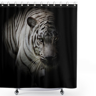 Personality  White Tiger Isolated On Black Background Shower Curtains