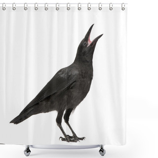 Personality  Young Carrion Crow - Corvus Corone (3 Months) Shower Curtains