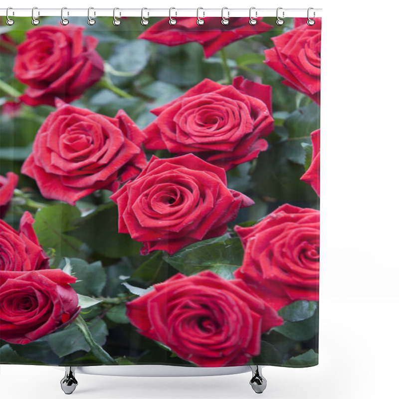 Personality  Red Roses Bouquet Shower Curtains