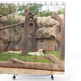Personality  Lion In A Nature At The Zoo Shower Curtains