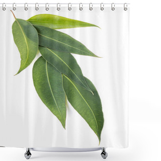 Personality  Eucalyptus Leaves Isolated On White Shower Curtains